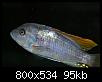         

:  fish1.jpg
:  255
:  94,7 KB
