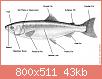         

:  External_Salmon_Anatomy.jpg
:  901
:  42,8 KB