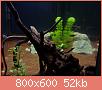         

:  aquarium2.jpg
:  573
:  52,1 KB