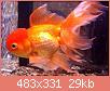         

:  Orange-Oranda.jpg
:  752
:  29,5 KB