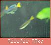         

:  fish 1298.jpg
:  305
:  38,4 KB