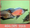         

:  copadichromis_borleyi_nice_red_1-1-1.jpg
:  376
:  91,0 KB