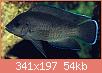         

:  Neolamprologus-moorii.jpg
:  103
:  54,0 KB