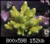         

:  coral04.JPG
:  324
:  152,0 KB