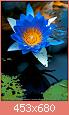         

:  Water-lily_MG_2211.jpg
:  1066
:  40,8 KB