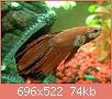         

:  betta-fish-ich.jpg
:  213
:  73,5 KB