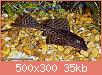         

:  Hypostomus_plecostomus_2.jpg
:  228
:  34,6 KB