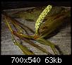         

:  Potamogeton-lucens-1.jpg
:  597
:  62,6 KB