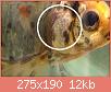         

:  albums-p512-tsala11-male_gill_tubercles1_zpsxpxxhm0s.jpg
:  7123
:  12,1 KB