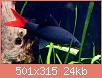         

:  Shark-Red-Tail.jpg
:  230
:  24,2 KB