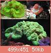         

:  Trachyphyllia_ge.jpg
:  286
:  50,2 KB