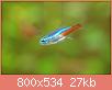         

:  neon tetra.jpg
:  359
:  27,1 KB