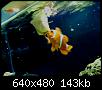         

:  feeding nemo 2.JPG
:  225
:  142,7 KB