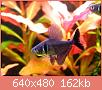         

:  Black phantom tetra 2.jpg
:  403
:  161,9 KB