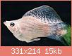         

:  asianaquariumscom.jpg
:  10727
:  14,6 KB