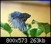         

:  betta.JPG
:  422
:  262,8 KB