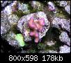         

:  Coral01.JPG
:  382
:  177,7 KB