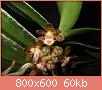         

:  Gastrochilus_sororius.jpg
:  559
:  59,8 KB