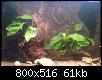         

:  anubias-0a.jpg
:  360
:  61,2 KB