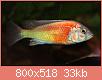         

:  ptyochromissphippopoint.jpg
:  655
:  32,6 KB