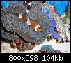        

:  billy reef 399 (Large).jpg
:  374
:  104,3 KB
