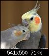         

:  cockatiel-30498.jpg
:  381
:  71,1 KB