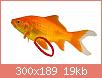         

:  comet_goldfish_1.jpg
:  314
:  19,0 KB