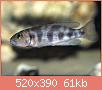         

:  lepidiolamprologus_hecqui_01c.jpg
:  93
:  60,9 KB