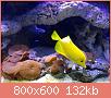         

:  Yellow tang.jpg
:  191
:  131,7 KB