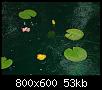         

:  water lillie.jpg
:  658
:  52,7 KB