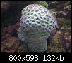         

:  coral3.JPG
:  239
:  132,0 KB