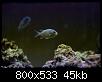         

:  Chromis.jpg
:  453
:  45,2 KB