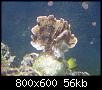         

:  montipora130408.jpg
:  322
:  55,6 KB