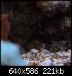         

:  mantis1.jpg
:  395
:  220,8 KB