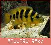         

:  neolamprologus_sexfasciatus_01c.jpg
:  103
:  94,7 KB