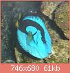         

:  blue tang.jpg
:  319
:  60,8 KB