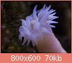 Πατήστε στην εικόνα για να τη δείτε σε μεγένθυνση

Όνομα:  coral8.jpg
Εμφανίσεις:  260
Μέγεθος:  70,1 KB