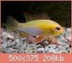         

:  Mikrogeophagus_ramirezi_gold_005.jpg
:  402
:  208,1 KB