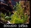         

:  planted5.jpg
:  414
:  145,5 KB