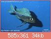         

:  Opthalmotilapia ventralis - blue85.jpg
:  262
:  33,6 KB