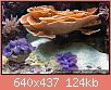         

:  montipora_capricornis05.jpg
:  438
:  124,0 KB