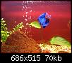         

:  betta alone.JPG
:  208
:  69,9 KB