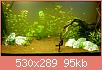         

:  aquarium14.jpg
:  385
:  95,4 KB