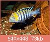         

:  Cynotilapia afra Cobue muzjak 2.jpg
:  416
:  73,0 KB