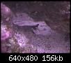         

:  mantis1.JPG
:  545
:  156,3 KB