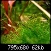         

:  moss-036.jpg
:  351
:  61,9 KB