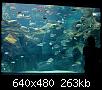         

:  Crete_Aquarium004.jpg
:  310
:  262,7 KB