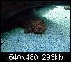         

:  Crete_Aquarium_2_003.jpg
:  283
:  292,6 KB