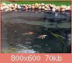Πατήστε στην εικόνα για να τη δείτε σε μεγένθυνση

Όνομα:  pond (38).jpg
Εμφανίσεις:  800
Μέγεθος:  70,4 KB