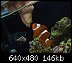         

:  feeding nemo.JPG
:  216
:  146,3 KB